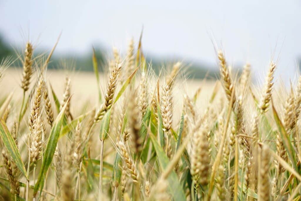 Cultivo de trigo