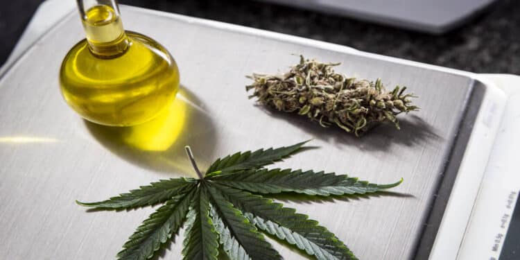 SP fornece de Medicamentos ГѓВ  base de Maconha pelo SUS; como receber?