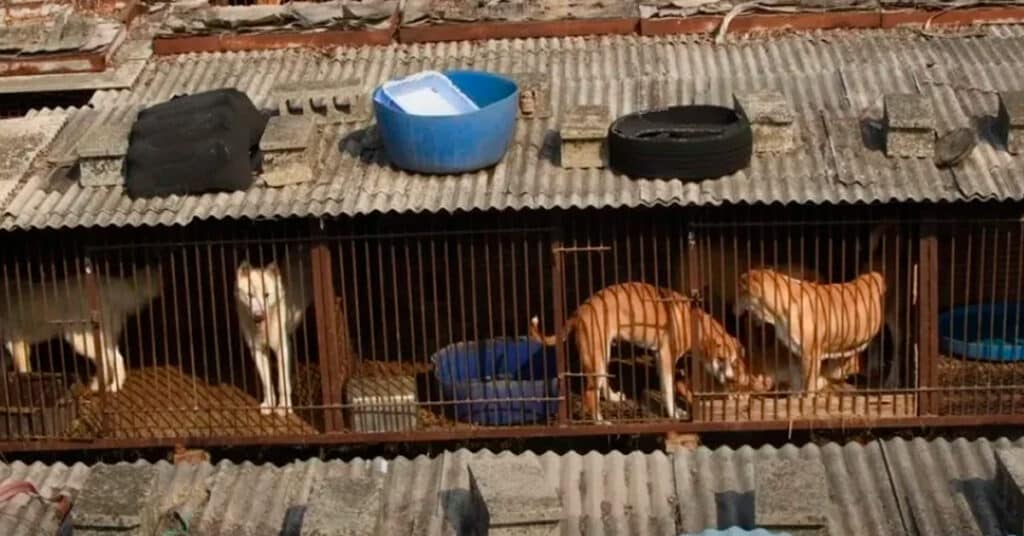 Coreia do Sul faz História ao Banir Consumo e Criação de Cachorros para Alimentação