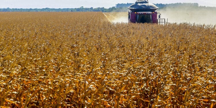 ProjeГѓВ§ГѓВЈo de ReduГѓВ§ГѓВЈo no Plantio de Milho em Mato Grosso: Saiba o que Esperar da Safra de 2024