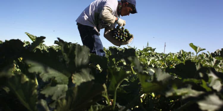 Nova PolГѓВ­tica HГѓВ­drica e AmpliaГѓВ§ГѓВЈo de Prazos de DГѓВ­vidas: AvanГѓВ§o para Agricultores Brasileiros
