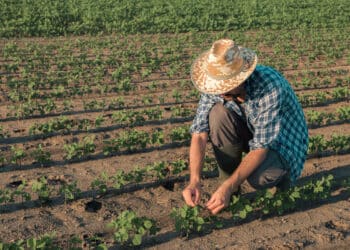 Agricultura de Carbono na SuГѓВ­ГѓВ§a: RevoluГѓВ§ГѓВЈo Verde Contra as MudanГѓВ§as ClimГѓВЎticas!