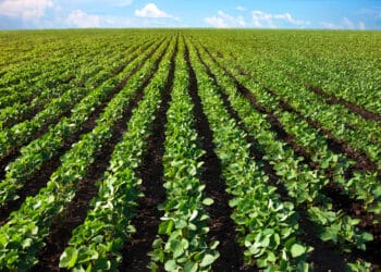 Impactos das MudanГѓВ§as ClimГѓВЎticas na Economia e Agricultura Global