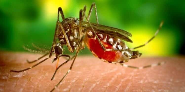 Mosquito photo. Free public domain CC0 image.