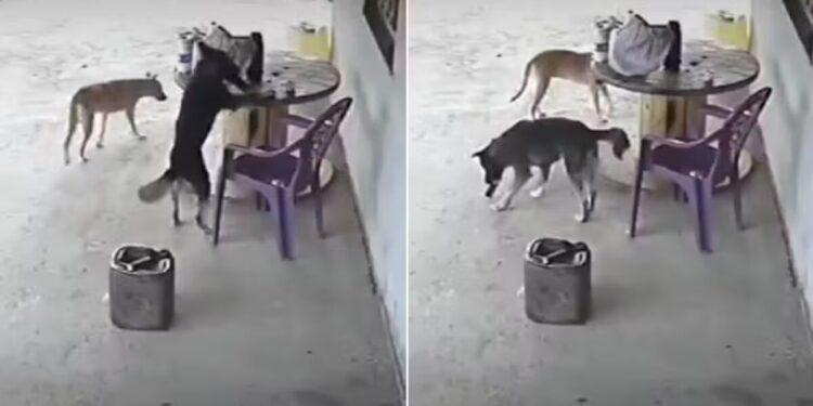 Alerta De Cachorro LadrГѓВЈo: Celular Sumiu? Chame a PolГѓВ­cia... Canina!