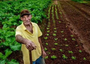 O trabalho no campo e na cidade: entenda o que é aposentadoria híbrida e como comprovar atividade rural