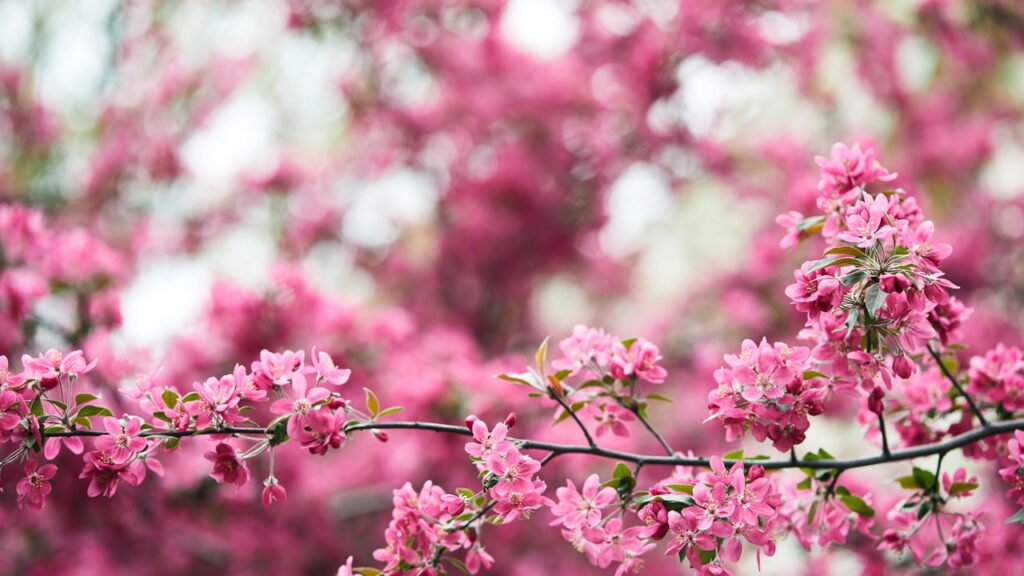 Chegou a primavera! Saiba o que esperar do clima em São Paulo nos próximos meses.