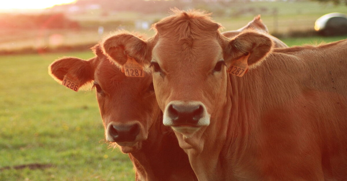 Discover the technology that saves livestock from respiratory diseases