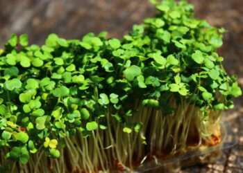 Estudo revela: este vegetal é essencial para uma vida saudável! Confira
