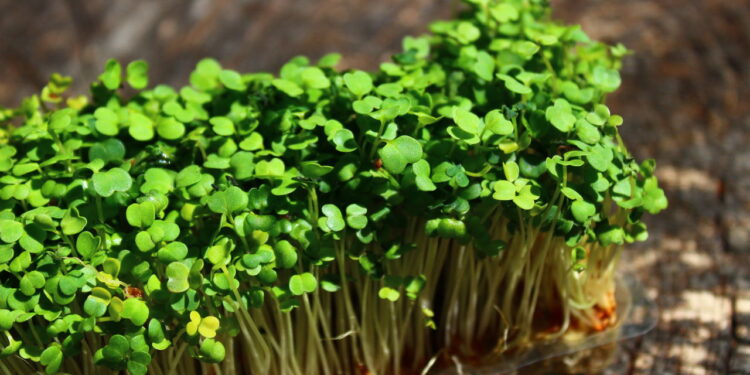 Estudo revela: este vegetal é essencial para uma vida saudável! Confira