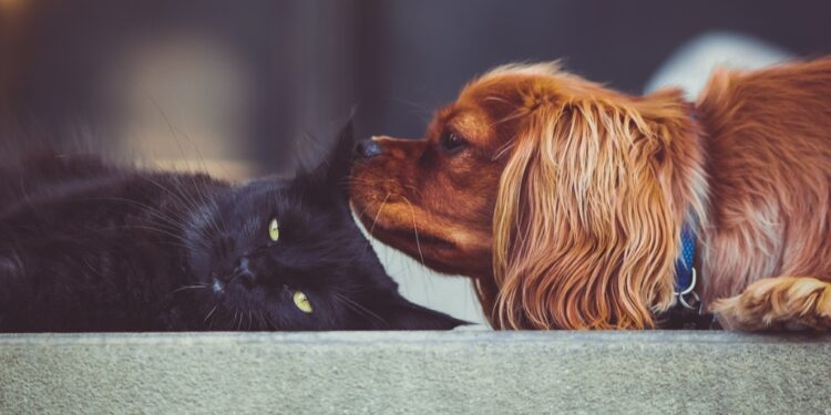 Cão cheirando gato | Veja essa imagem em: rawpixel.com
