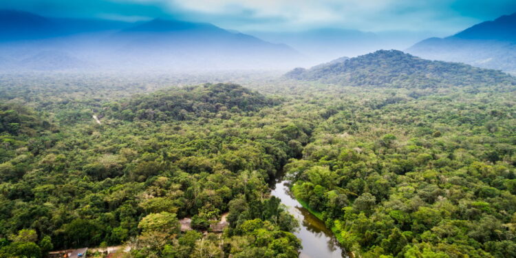 A Amazônia e as Mudanças Climáticas: Um Círculo Vicioso