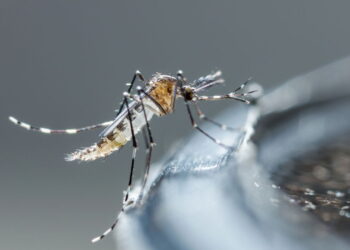 Dengue: Chuvas Intensificam a Epidemia no Brasil! Veja Regiões Mais Atingidas