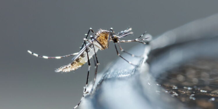 Dengue: Chuvas Intensificam a Epidemia no Brasil! Veja Regiões Mais Atingidas