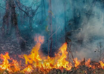 Alerta: Incêndios na Amazônia superam estimativas de desmatamento