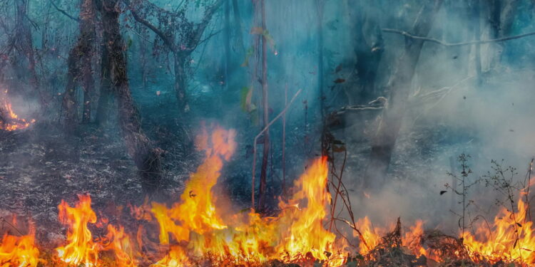 Alerta: Incêndios na Amazônia superam estimativas de desmatamento