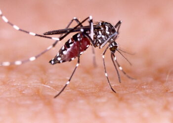 Arbocarto: Tecnologia para mapear e combater o mosquito da dengue.