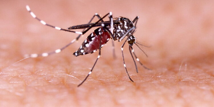 Arbocarto: Tecnologia para mapear e combater o mosquito da dengue.