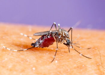 Butantan pede aprovação da Anvisa para vacina contra dengue!