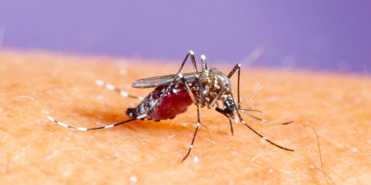 Butantan pede aprovação da Anvisa para vacina contra dengue!