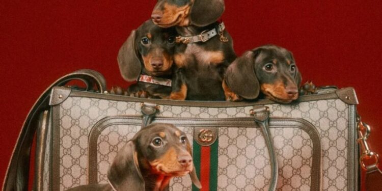 Viajando com Seu Pet? Saiba Tudo Sobre as Novas Regras de Transporte Aéreo