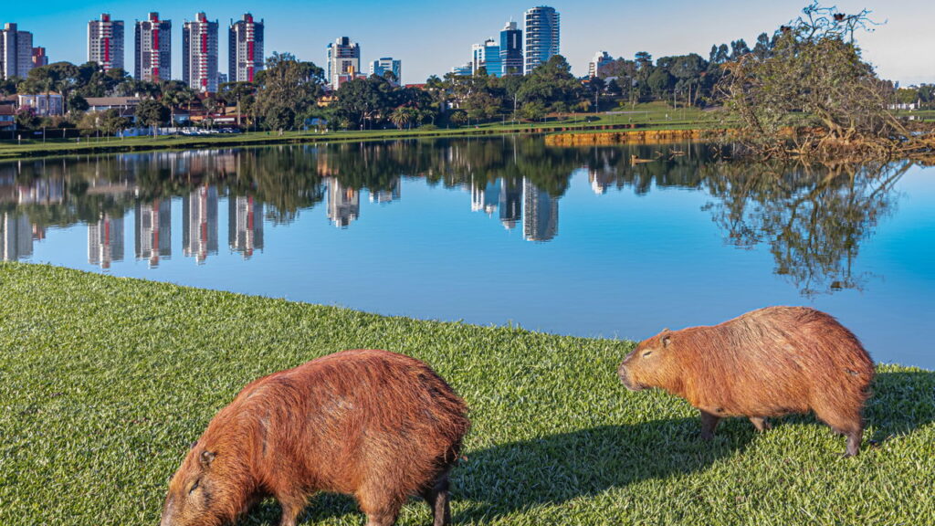 Essa cidade brasileira que impressiona a todos com sua qualidade de vida