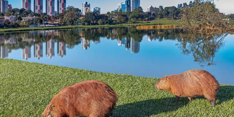 Essa é a cidade brasileira que encanta a todos com sua qualidade de vida