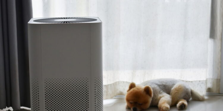 Ar-condicionado para pets: faz bem ou faz mal? Descubra a verdade