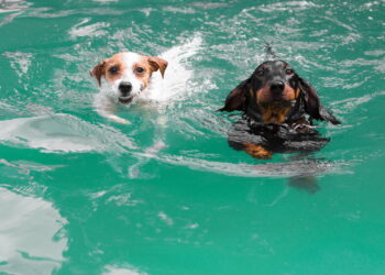 Verão: cuidados essenciais para garantir o bem-estar do seu pet