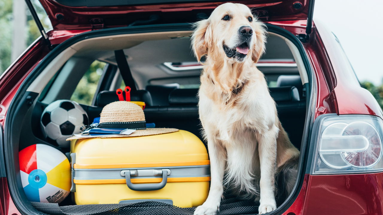 Viajar com Pet: Guia Completo para Férias Inesquecíveis com Seu Melhor Amigo