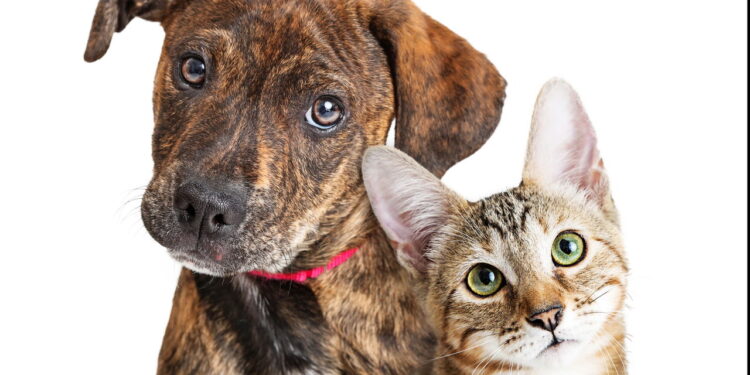 Adotar um pet: muito mais que amor, é responsabilidade! Confira