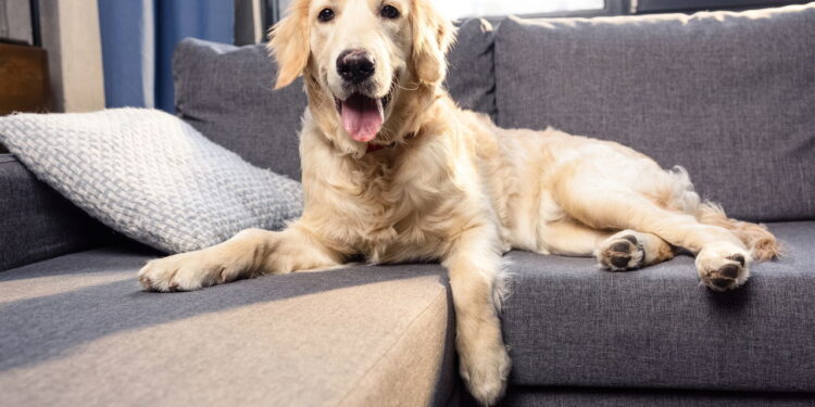 Seu cão está com dor abdominal? Descubra se é pancreatite