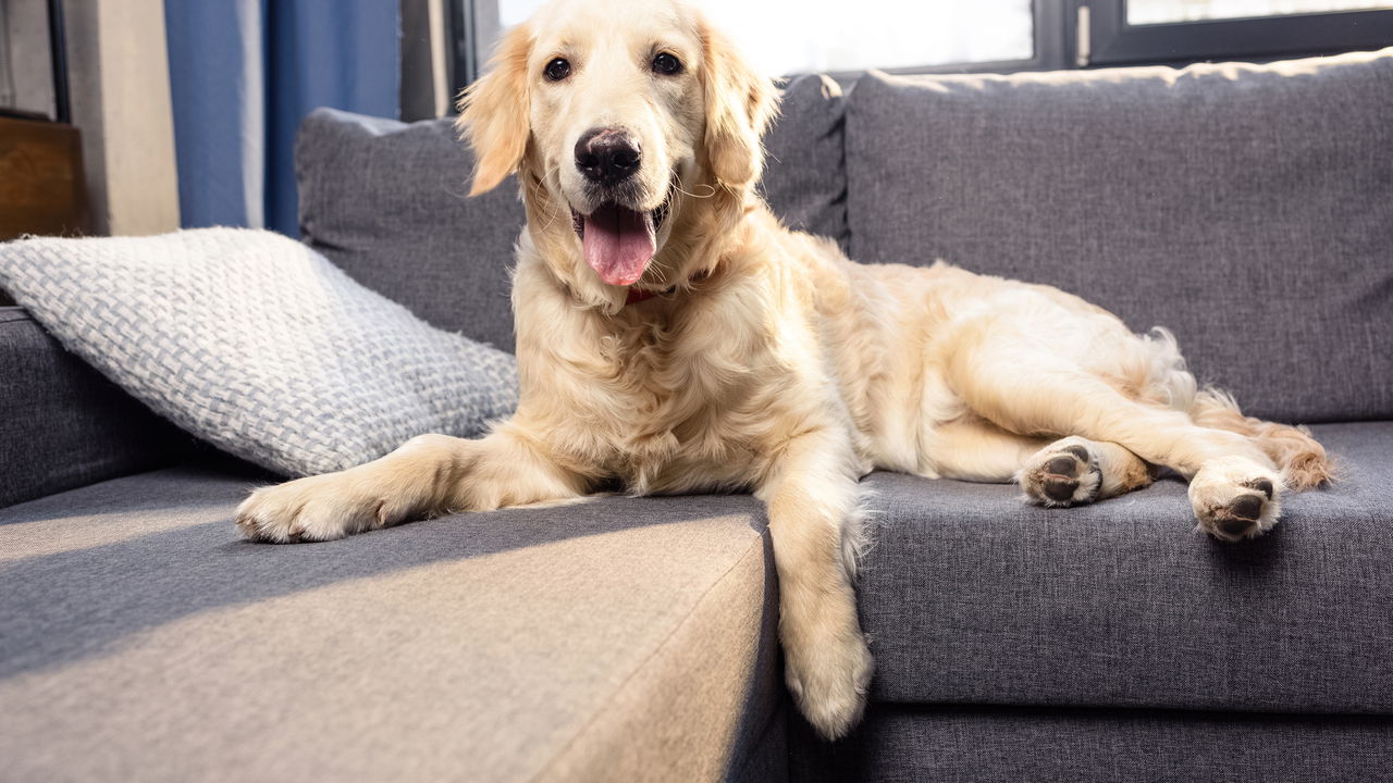 Plano de saúde para pets: mais que um luxo, uma necessidade! Confira