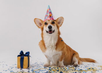 Como a Petlove está mudando o mercado pet? Confira