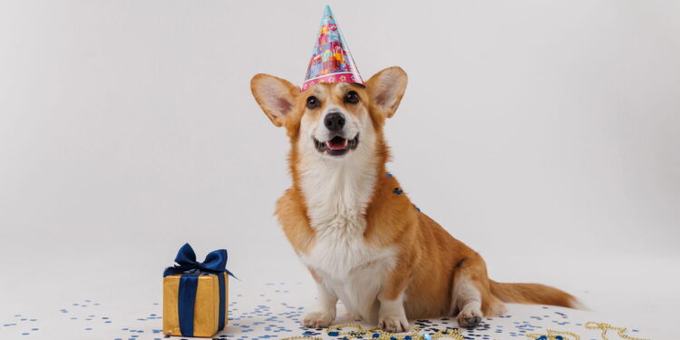 Como a Petlove está mudando o mercado pet? Confira