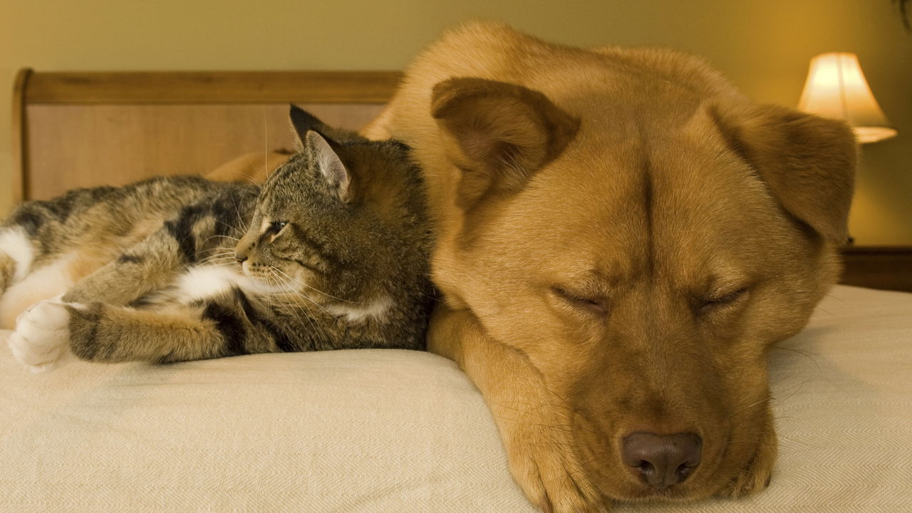 Alerta: gripe em pets pode ser mais grave do que você imagina