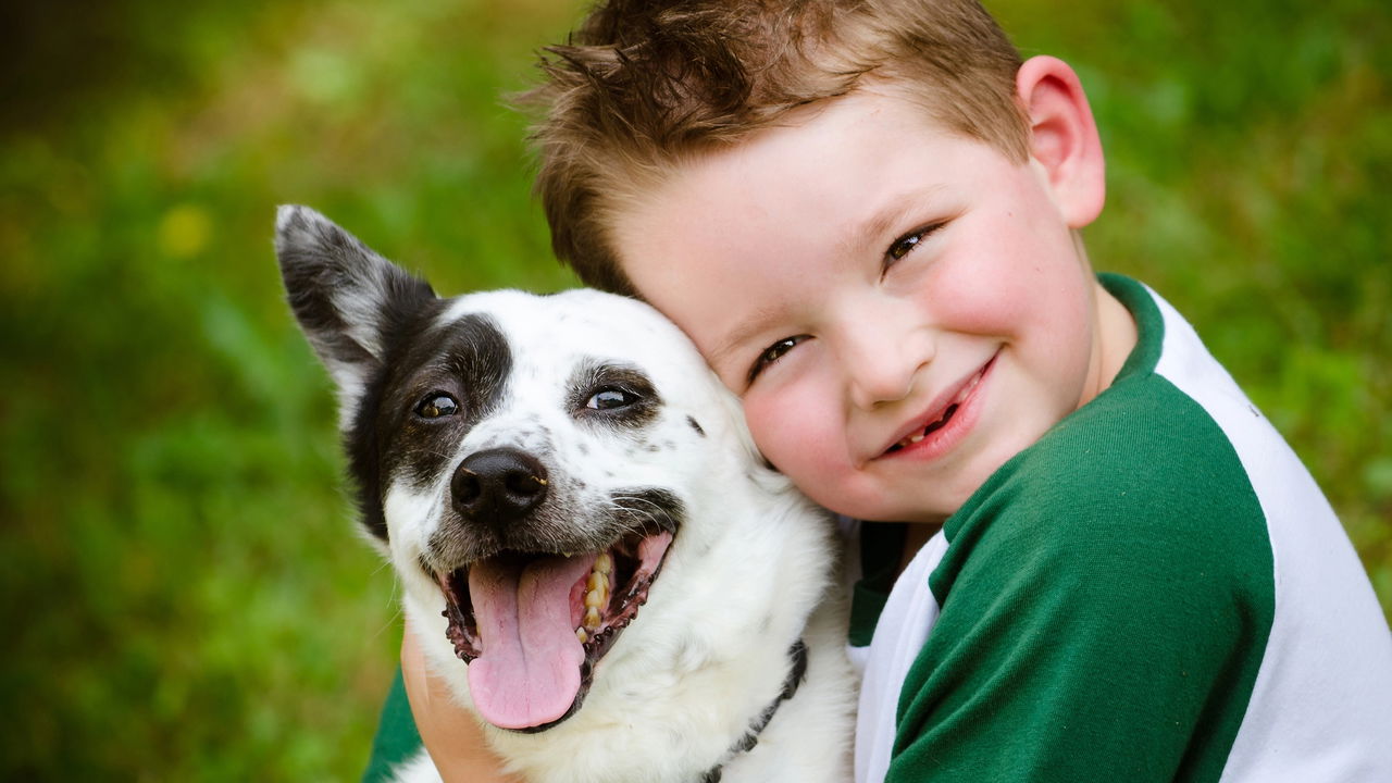 Seu cão está doente? A falta de apetite pode ser um sinal