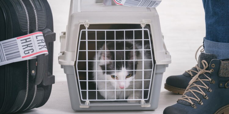 Fim da Linha? STF Analisa Lei que Obriga Transporte de Animais em Aviões