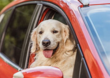 Código de Trânsito Brasileiro,veículos,Como Transportar Animais?,