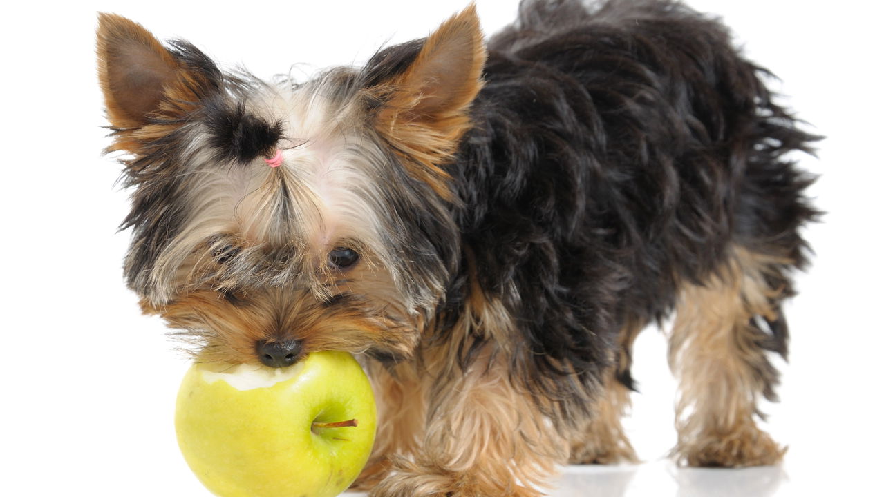 Alimentação canina: Frutas e legumes que fazem bem (e os que você deve evitar)