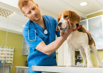 Seu cão está com dor abdominal? Descubra se é pancreatite