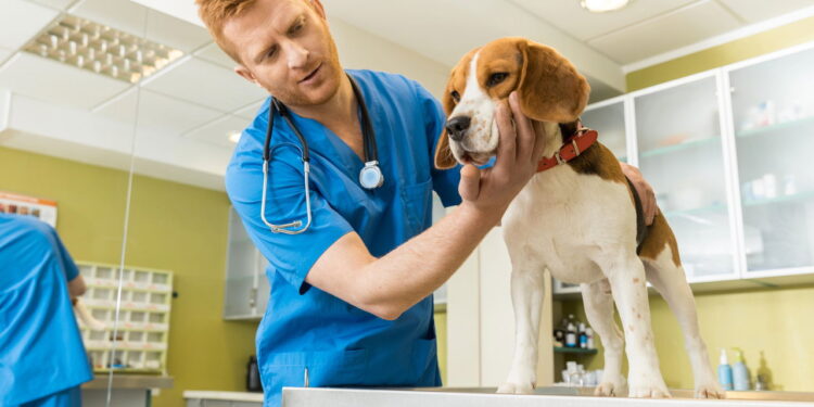 Seu cão está com dor abdominal? Descubra se é pancreatite