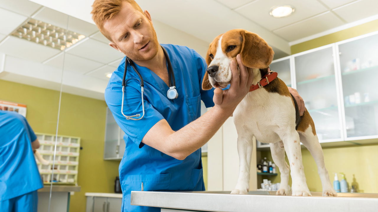 Seu cão está com dor abdominal? Descubra se é pancreatite