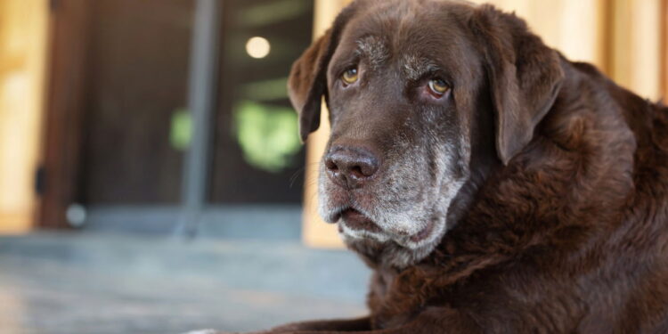 Velhice dos cães: Saiba quando ela começa e como cuidar do seu pet