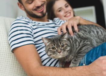 Seu gato pode estar doente e você nem sabe! Aprenda a identificar os sinais