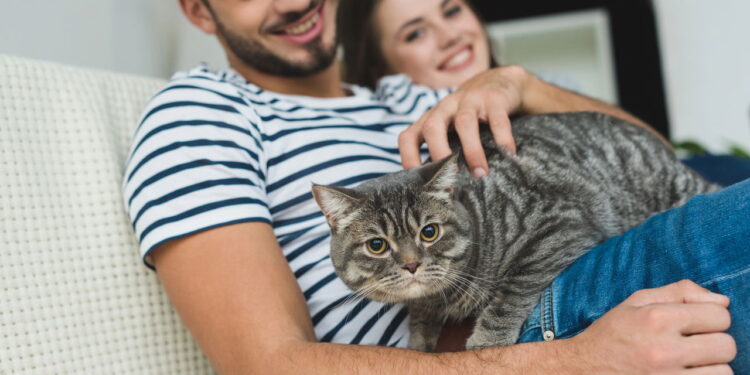 Seu gato pode estar doente e você nem sabe! Aprenda a identificar os sinais
