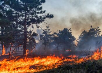 Incêndio Florestal – Créditos: depositphotos.com / yelantsevv