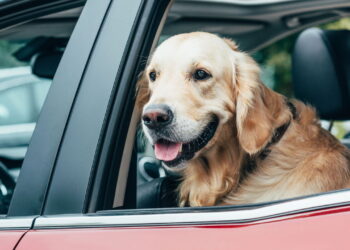 Uber Pet: descubra em quais cidades seu pet pode viajar com você