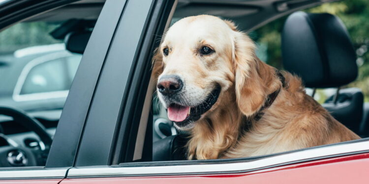 Uber Pet: descubra em quais cidades seu pet pode viajar com você