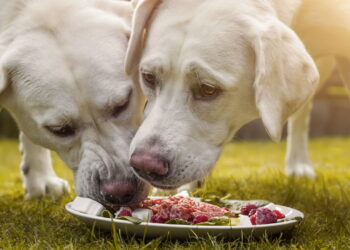 Alimentação natural para pets: a chave para uma vida mais saudável e feliz